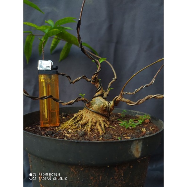 bonsai anting putri mame