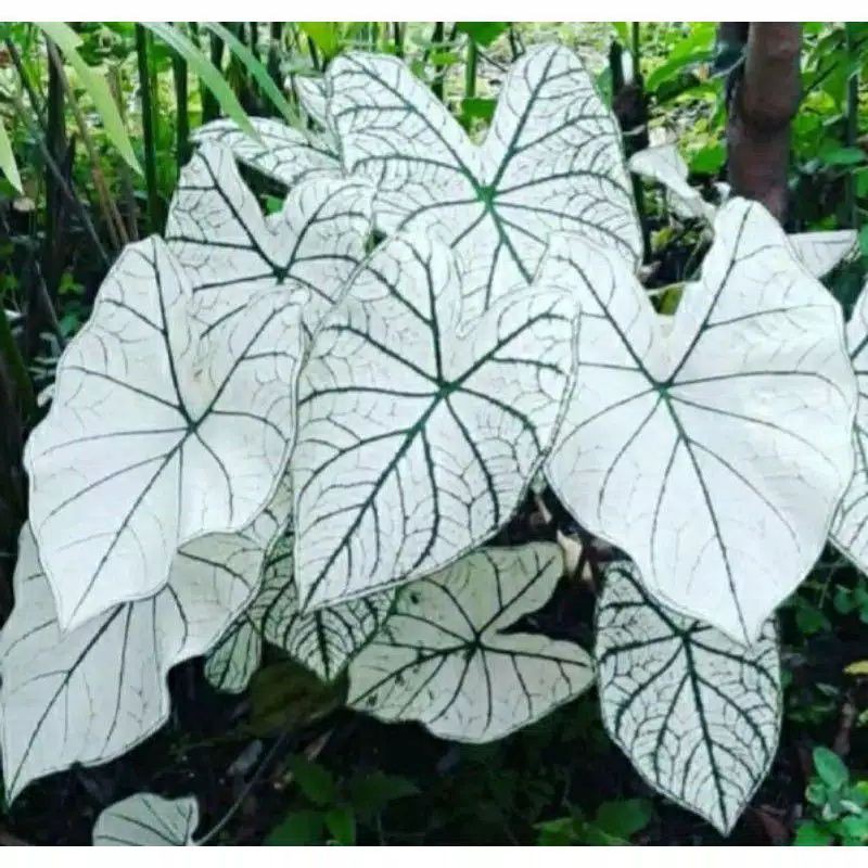 jenis tanaman hias keladi tisu