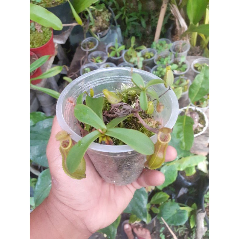 

nepenthes tobaica mini