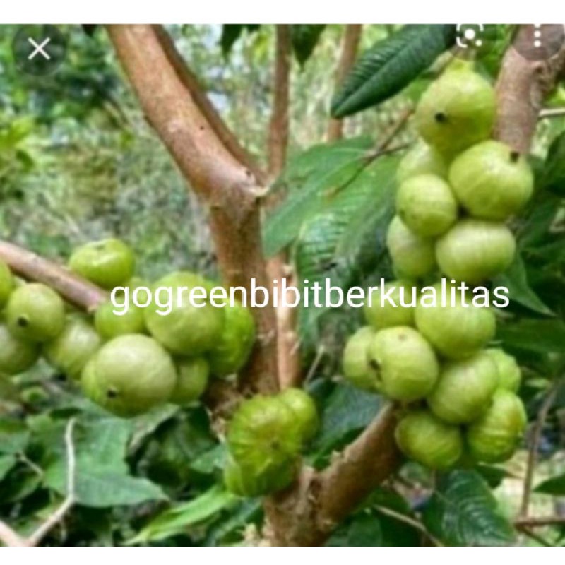 bibit anggur white jaboticaba anggur putih