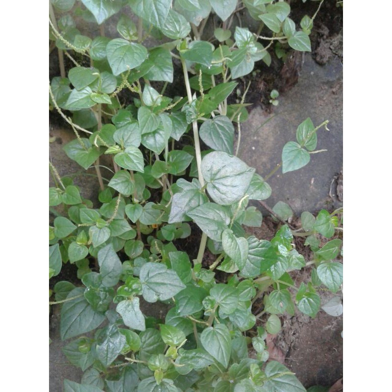 

Daun sirih cina 250gm