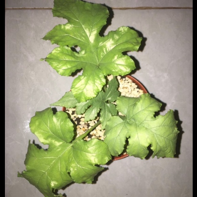 Bibit Tanaman Hias Dorstenia Contrajerva