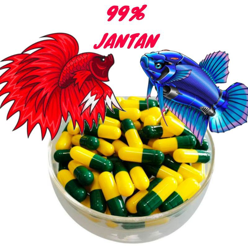 obat jantanisasi breeding ikan cupang 99% anakan jantan