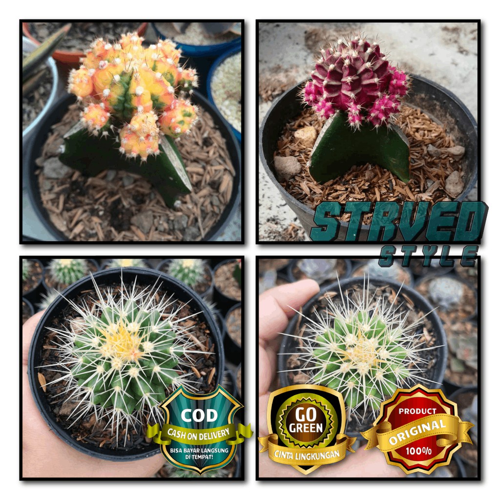 PAKET 4 TANAMAN  HIAS  KAKTUS GOLDEN BARREL 8 10 GYMNO 