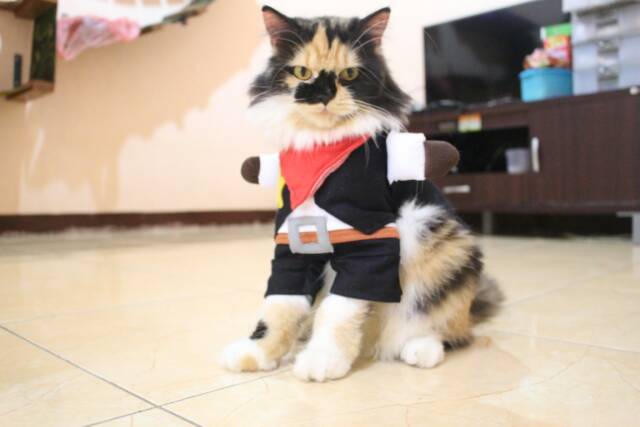 Baju kostum kucing black sheriff / kostum cosplay kucing lucu harga murah meriah size S M L XL