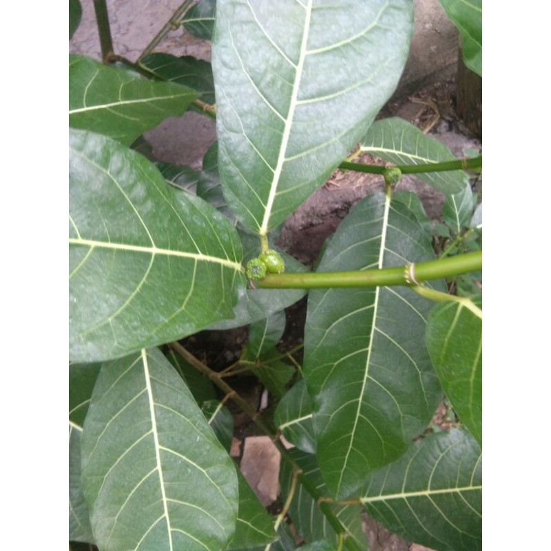 

Daun Awar-awar Segar /500gr