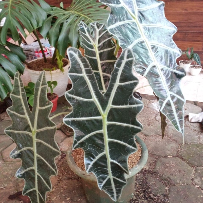 PROMO tanaman hias alocasia amazonica spesial jumbo - keladi amazon