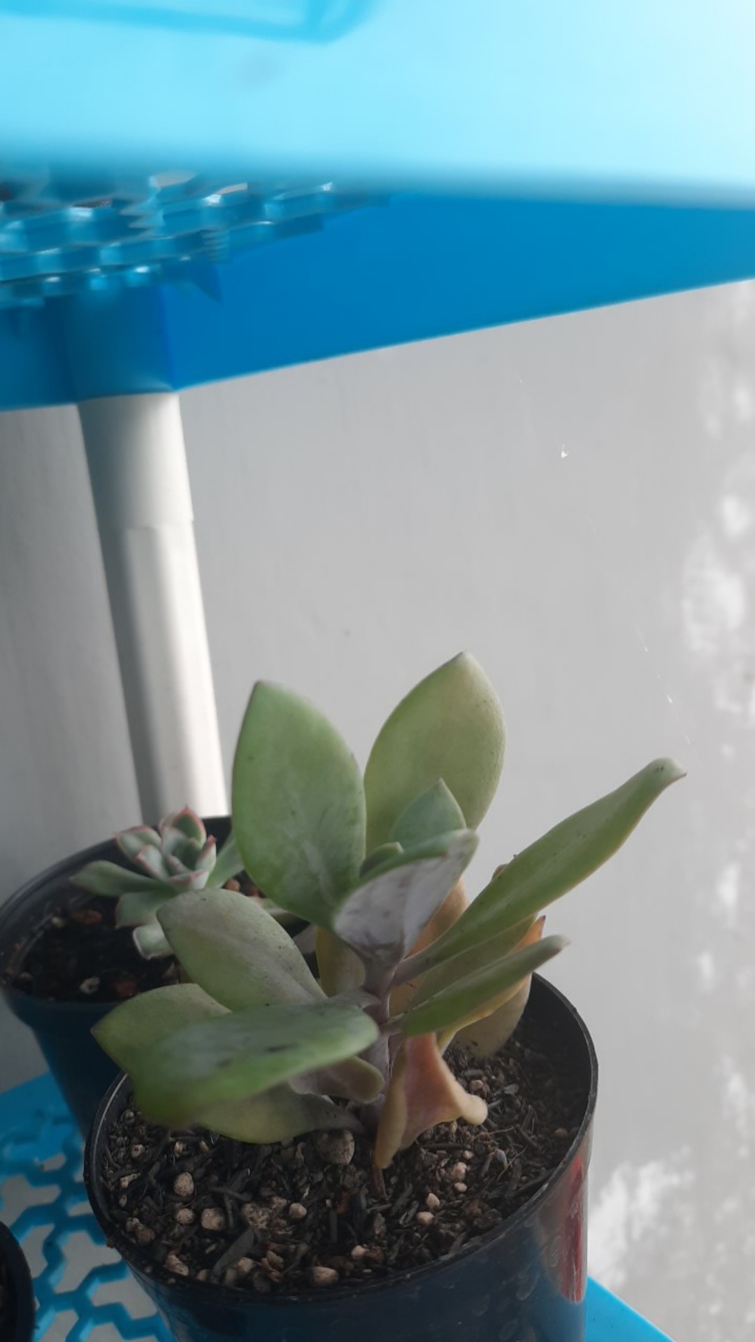 Sekulen Klenia Fulgens Hook