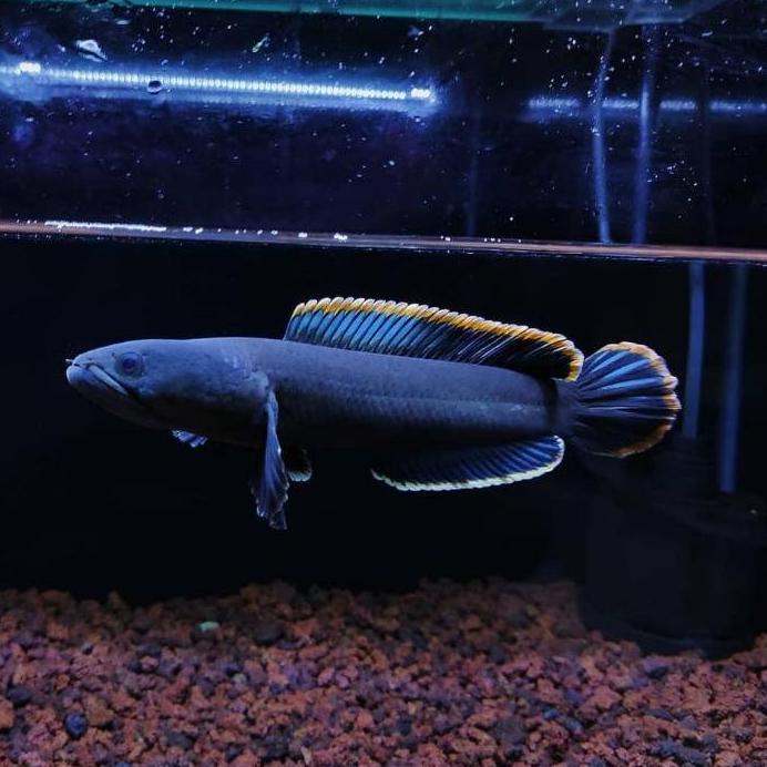 [PRODUK VKRCT] ikan channa limbata rim tebal super jos berkualitas ukuran 15cm Doyan makan pelet per