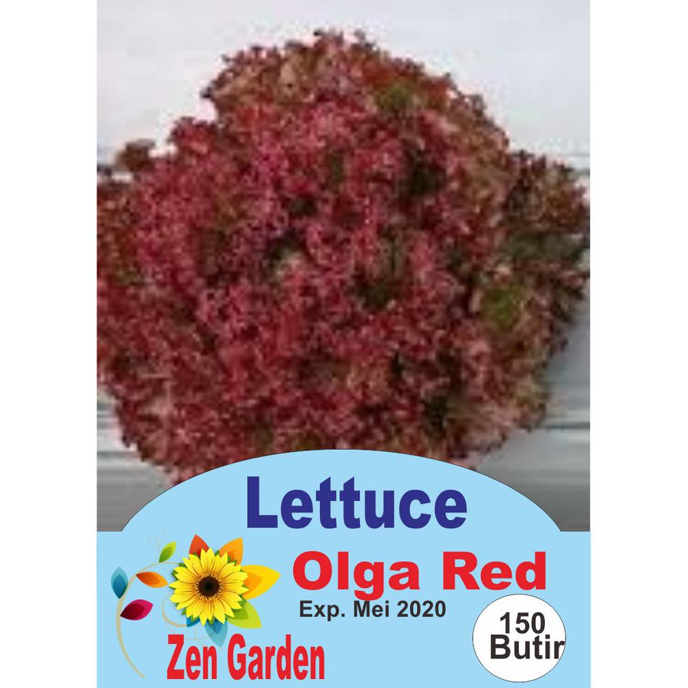 Biji Benih Sayuran Lettuce Selada Olga Red