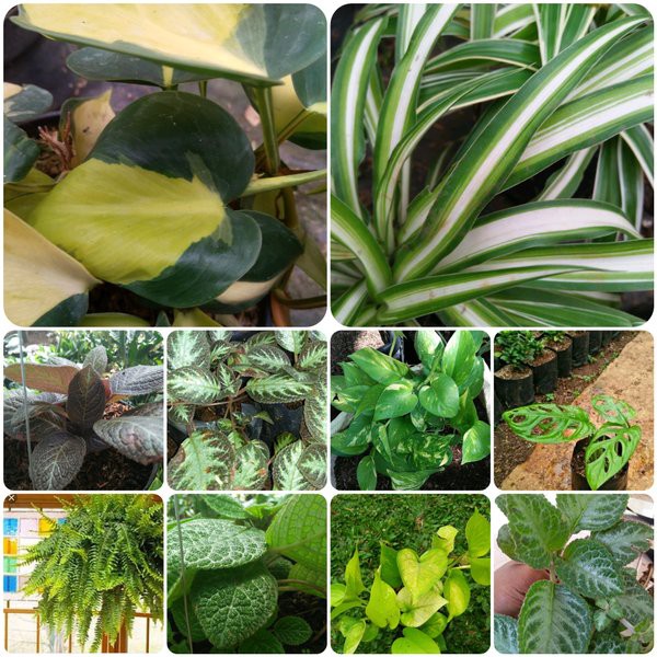 PROMO tanaman hias pot gantung paketan 10 jenis tanaman Ready Stock