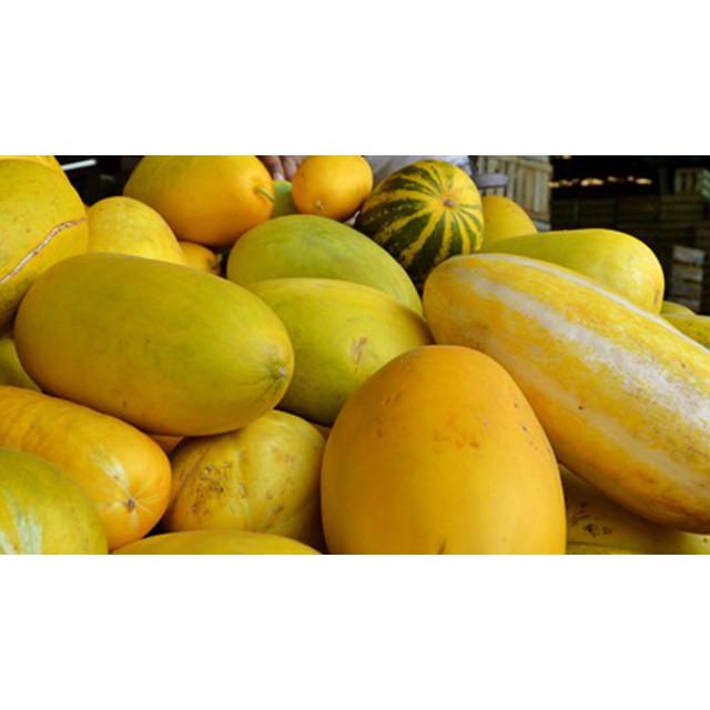 

PASAR ONLINE MURAH - TIMUN SURI 1 PCS