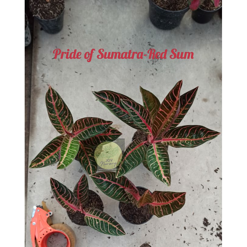 Aglonema pride of Sumatra/Red sumatra