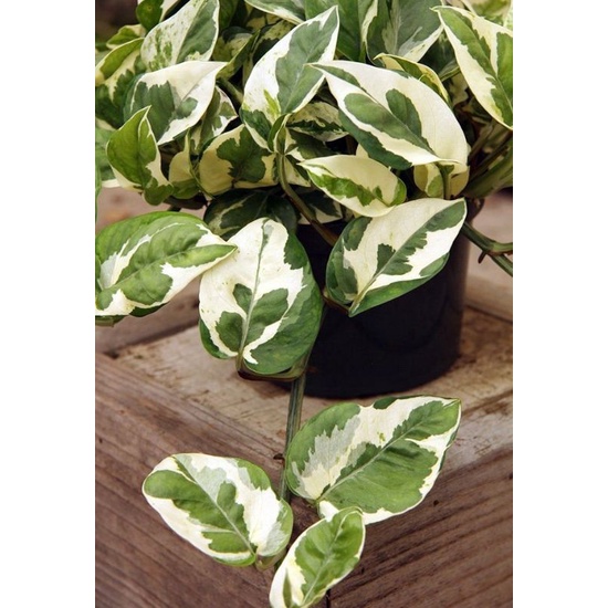 Tanaman Hias Sirih Gading Enjoy / Sirih Njoy / Sirih Gading Koin Varigata