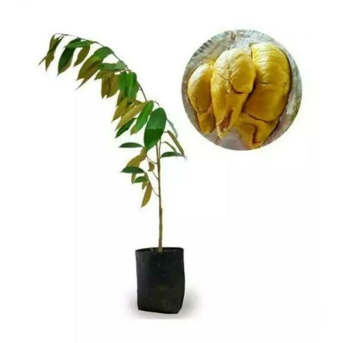 Bibit durian montong tabulampot