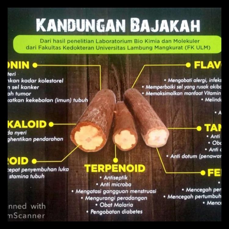 

AKAR BAJAKAH KALALAWIT ASLI KALIMANTAN - 1KG TERLARIS