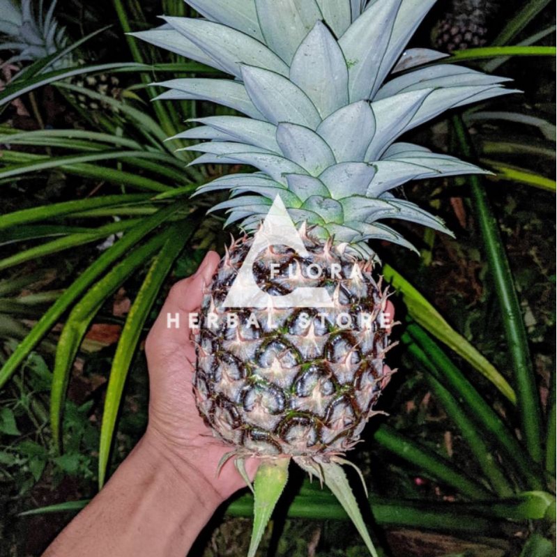 

Buah nanas I buah nanas manis I siap olah