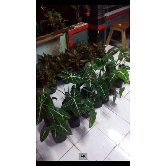 Tanaman hias keladi neon-alocasia green velvet