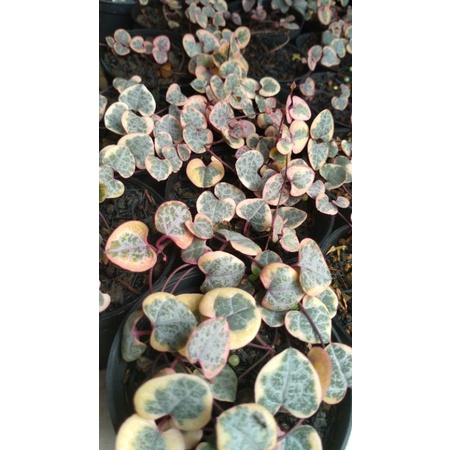 TANAMAN KAKTUS SUKULEN / TANAMAN GANTUNG / String of Heart Variegata
