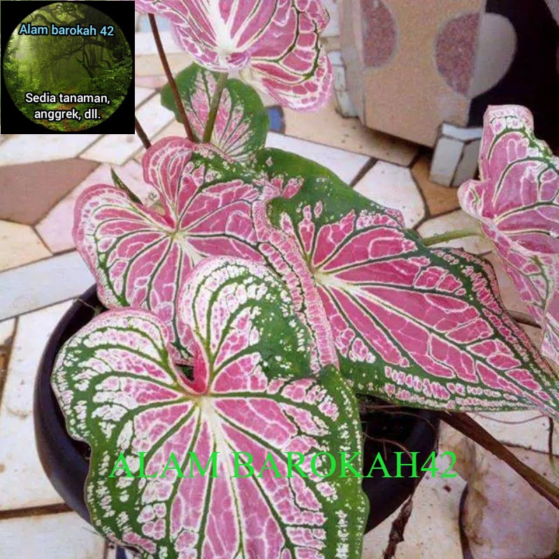 keladi wayang caladium wayang batik