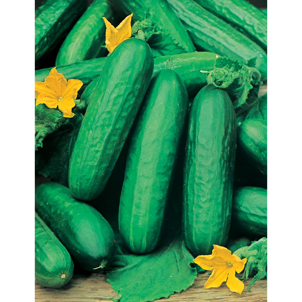 Benih Bibit Biji - Cucumber Beth Alpha F1 Seeds - IMPORT