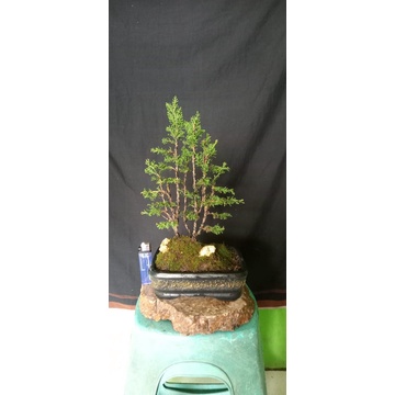 Cemara Sargenti - Bonsai