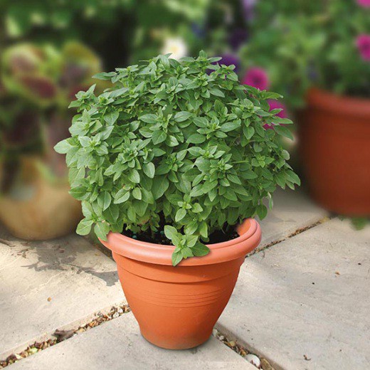 Benih Bibit Biji - Basil Piccolino Herb Seeds - IMPORT (10 biji)