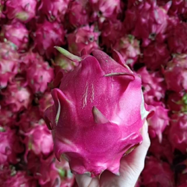 

Ready buah naga ungu
