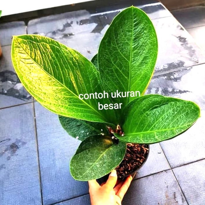 Bibit anthurium jemani cobra | tanaman antorium kobra