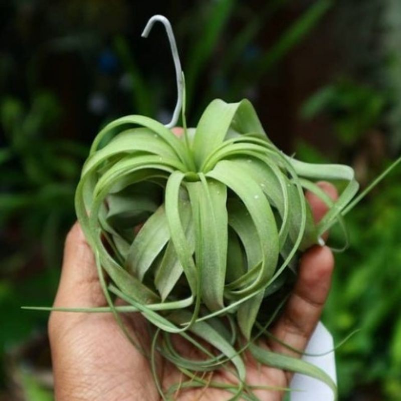 Katalog Tanaman Hias Tillandsia Eric Knobloch