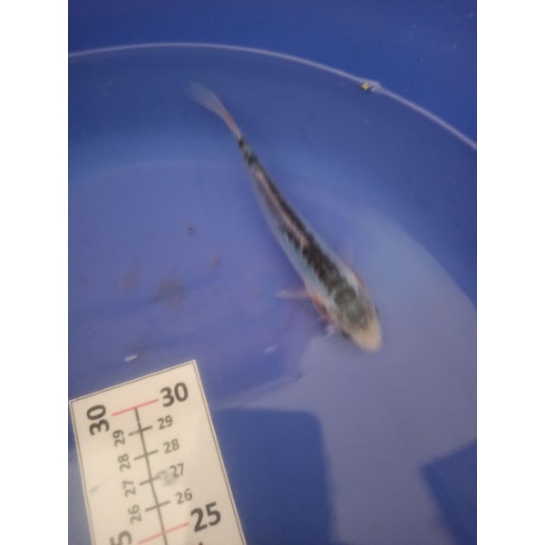 ikan koi tategoi shushui anakan Import F1 indukan asli jepang