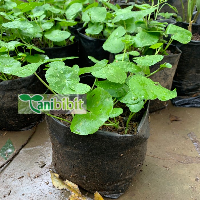 Bibit Pegagan - Tanaman Herbal Daun Pegagan