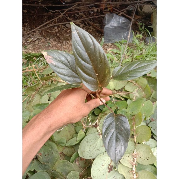 homalomena black metalic