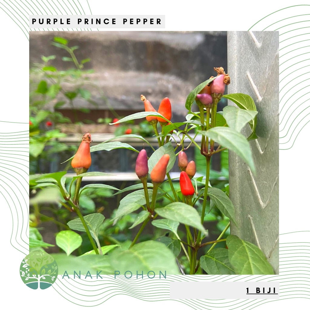 Benih Bibit Biji - Cabai Purple Prince Cabe Pelangi Rainbow Pepper Seeds