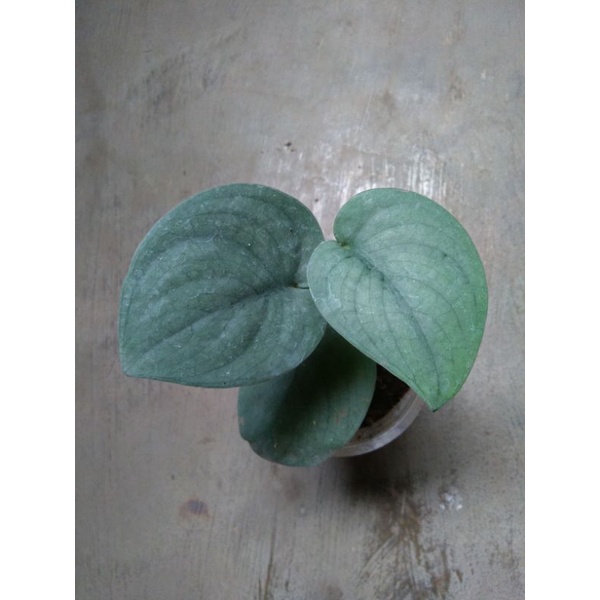 scindapsus silver hero