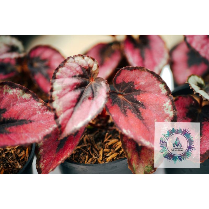 Begonia red Chili