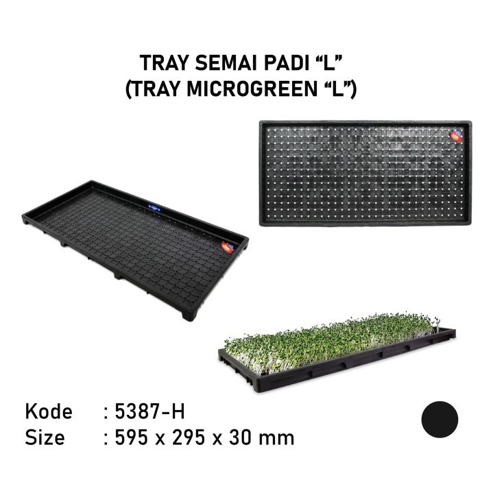 Tray semai padi tray semai microgreen wheat grass size L 5387H