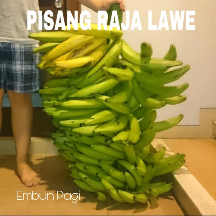 Bibit Buah Pisang Raja lawe Dari Kultur jaringan langka