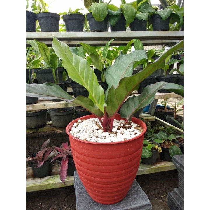 ~DISKON~~ tanaman hias bunga hokeri hitam / anthurium hookeri black AGRO FARMLAND 87