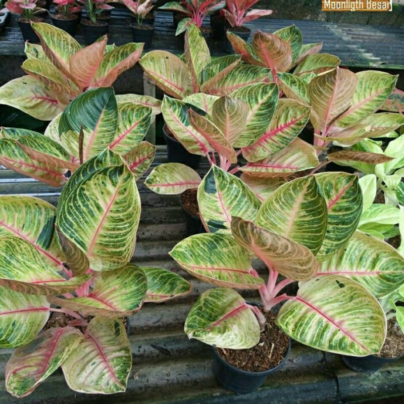 tanaman hias aglonema moonlight-Aglonema Moonlight Indukan PROMO-PROMO Aglonema Moonlight Indukan