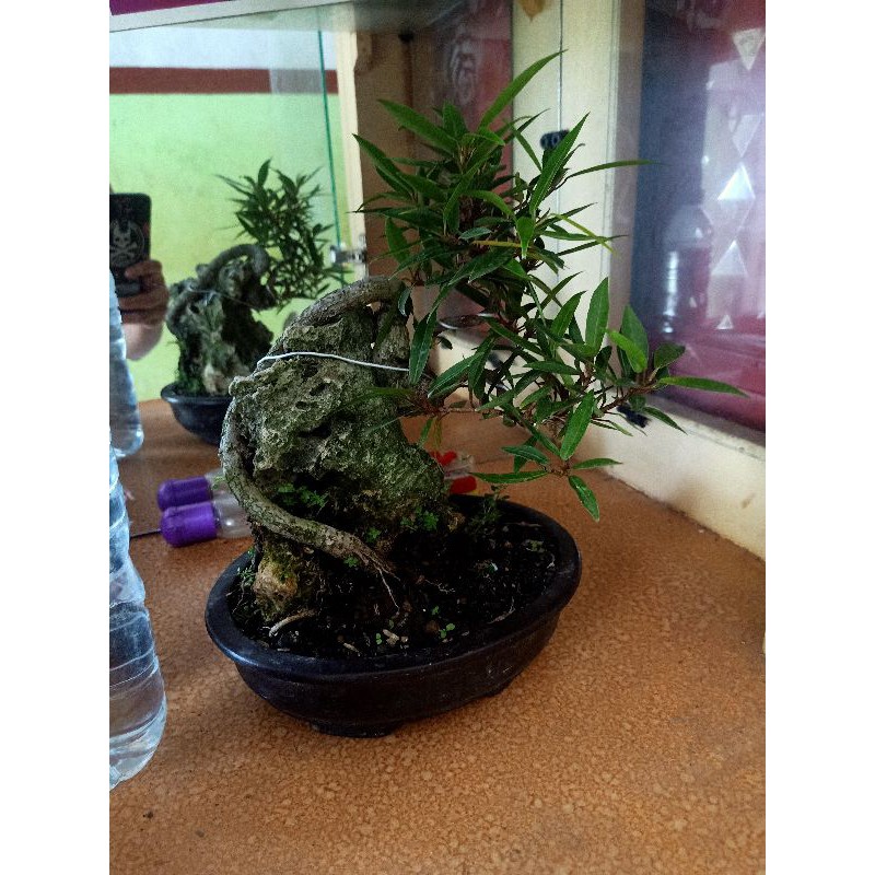 bonsai ficus California