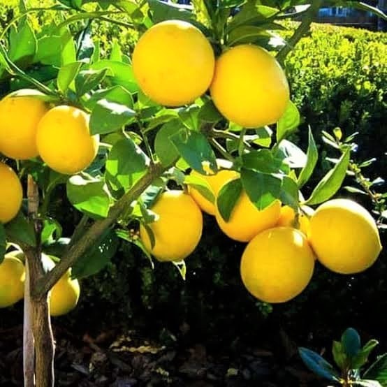 Bibit pohon jeruk lemon california - Jeruk lemon