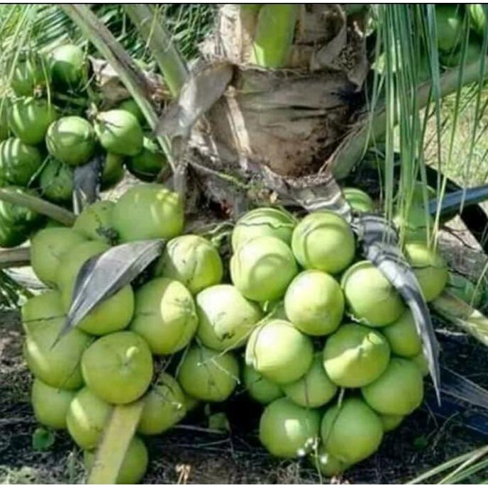 Sab@Ng Bibit Kelapa Genjah Salak Unggul Bibit Unggul