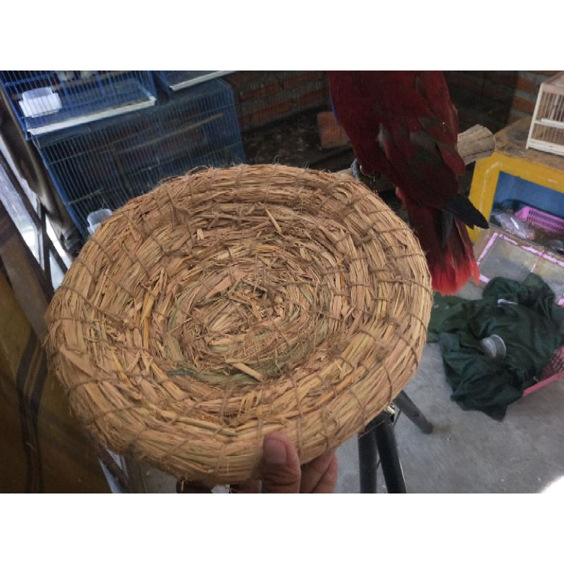 SARANG AYAM UNJAL AYAM SARANG TELUR AYAM SARANG TELUR BESAR UNTUK AYAM SARANG UNJLAL