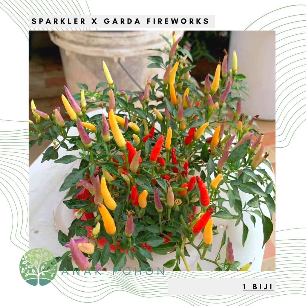 Benih Bibit Biji - Cabai Sparkler x Garda Fireworks Cabe Pelangi Rainbow Pepper Seeds