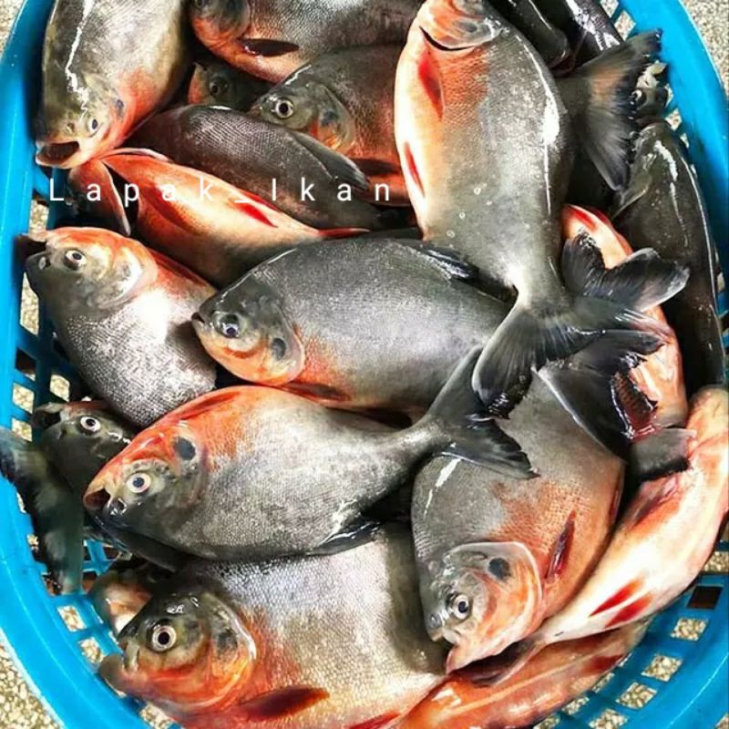 

Ikan Bawal Segar 1~Kilogram