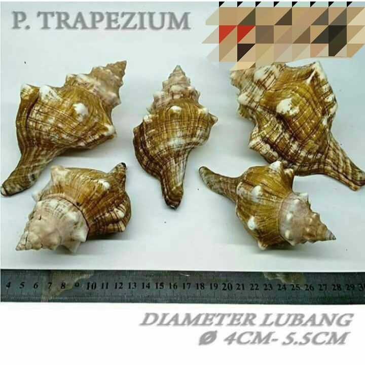 P Trapezium besar cangkang shell rumah kelomang keong umang kumang natural asli