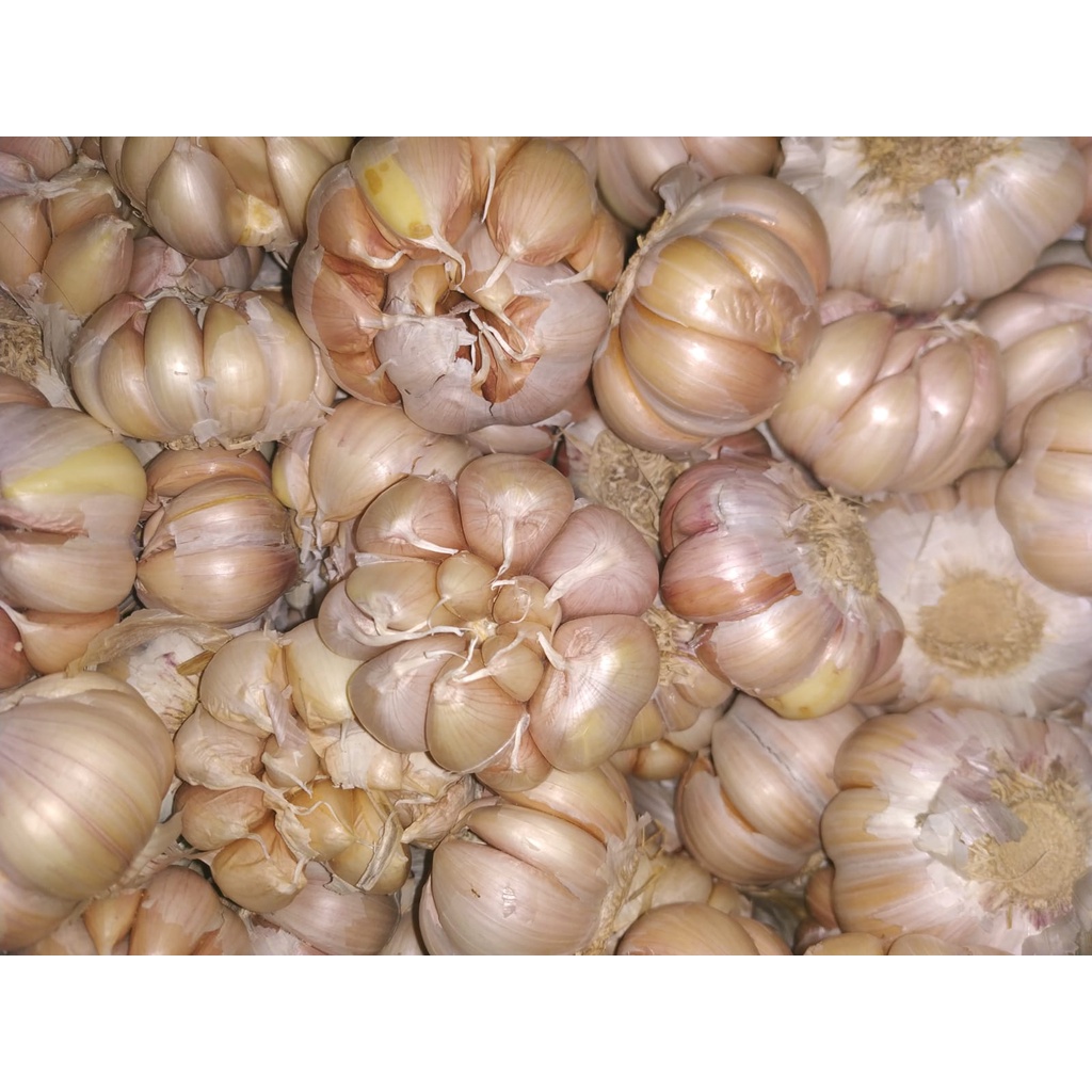 

Bawang Putih Banci