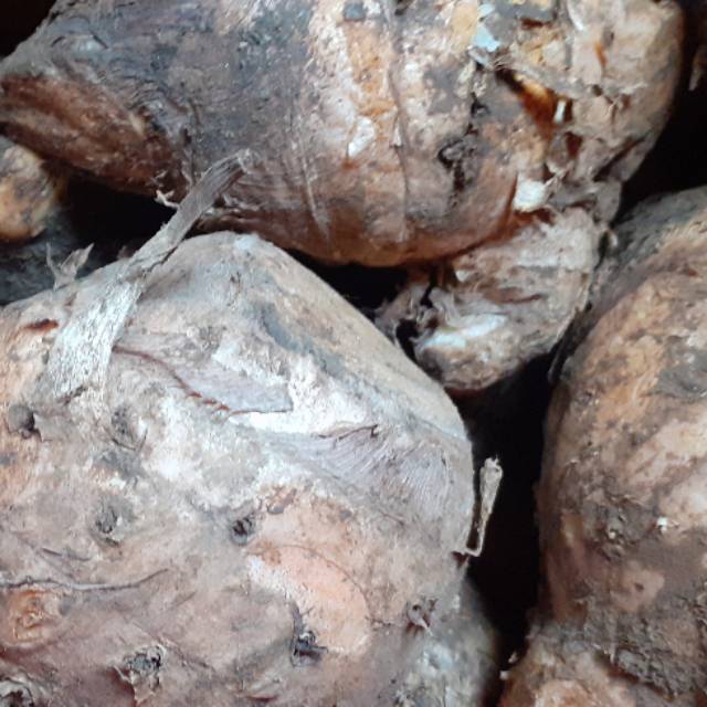 

TEMU LAWAK 1KG