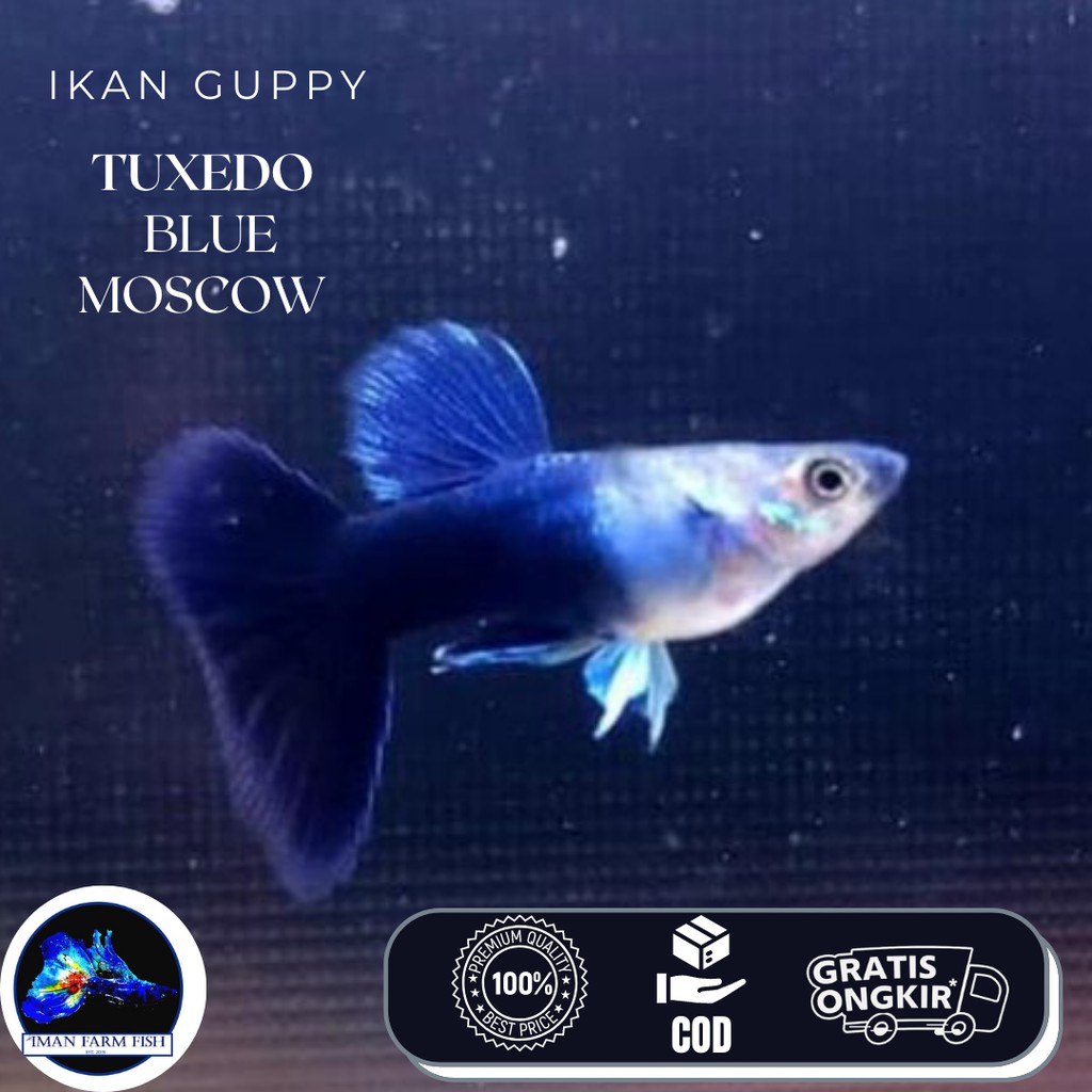 Ikan Guppy HB Dark Blue / Tuxedo Blue Moscow | Shopee Indonesia